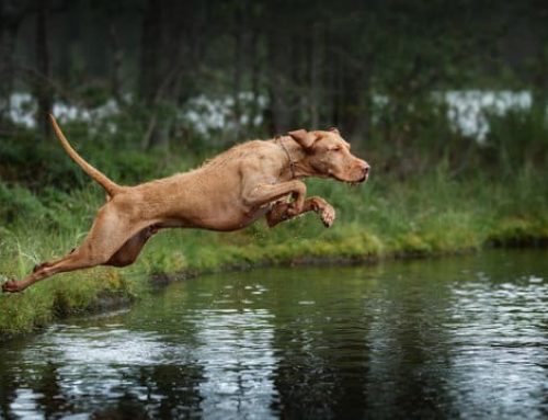Leptospirosis
