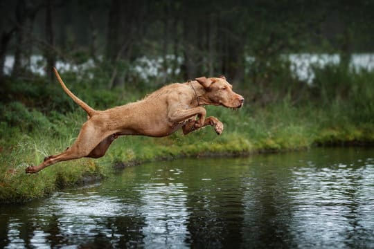 A brown dog leaps energetically from a grassy bank into a calm body of water, with a forested background and water droplets trailing from its paws.