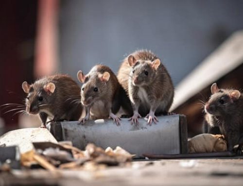 Accidental Ingestion of Ant, Roach, and Rodent Baits: What Pet Owners Need to Know