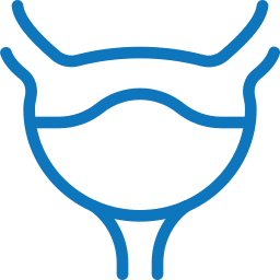 Blue, simplified line drawing of a human bladder, featuring the kidney's ureters entering at the top and the urethra exiting at the bottom, often referenced by veterinarians for comparative anatomy studies.