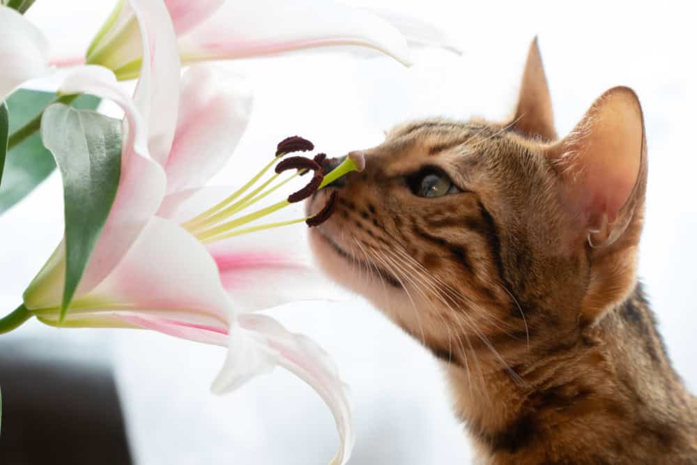 A brown tabby cat closely sniffs the pink and white petals of a lily flower, with sunlight softly illuminating the scene from behind.