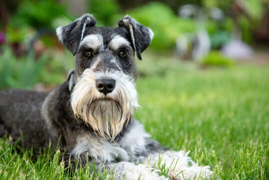 A black and gray Schnauzer dog with a white beard and eyebrows lies on green grass, looking directly at the camera, with a blurred garden background.