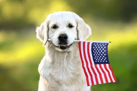 A golden retriever sits outdoors, holding a small American flag in its mouth. The background is green and blurry, suggesting a park or garden setting.