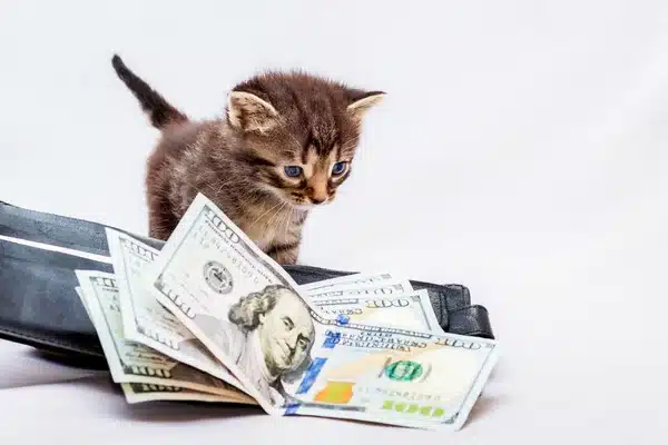 A small brown kitten with blue eyes stands next to an open black wallet filled with hundred-dollar bills on a white background.