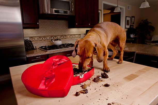A brown dachshund stands on a kitchen table eating chocolates from a red, heart-shaped box, with pieces of chocolate and crumbs scattered around.