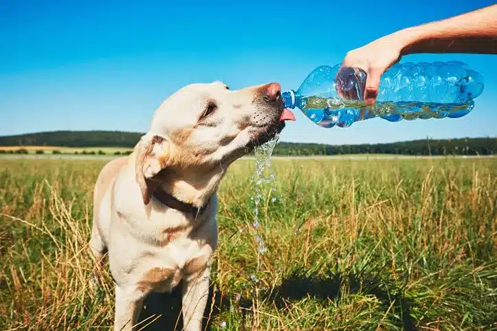 A yellow labrador retriever drinks water poured from a plastic bottle by a person in a sunny, grassy field with blue sky in the background.