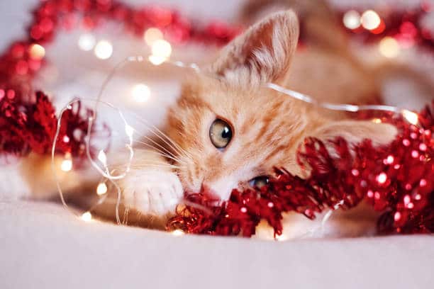A playful orange kitten lies on a soft surface, surrounded by red tinsel and glowing string lights, looking curiously at the camera.