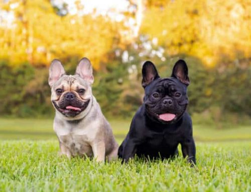 Summer & Brachycephalic Dogs