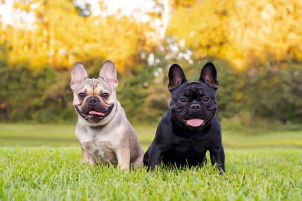 Two French Bulldogs, one fawn and one black, sit side by side on green grass with their tongues out, in front of trees with yellow foliage.