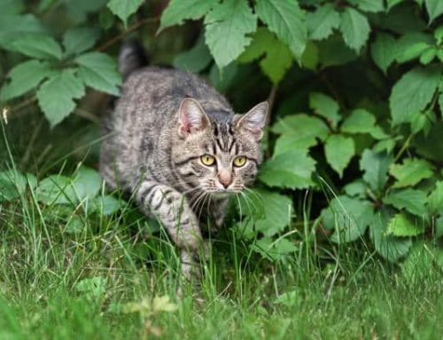 Tularemia in the Metro