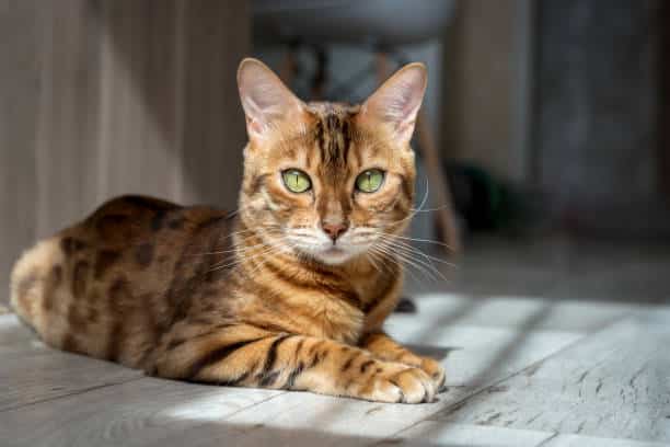 A Bengal cat with striking green eyes and a spotted, golden-brown coat lies on a sunlit wooden floor, looking directly at the camera.