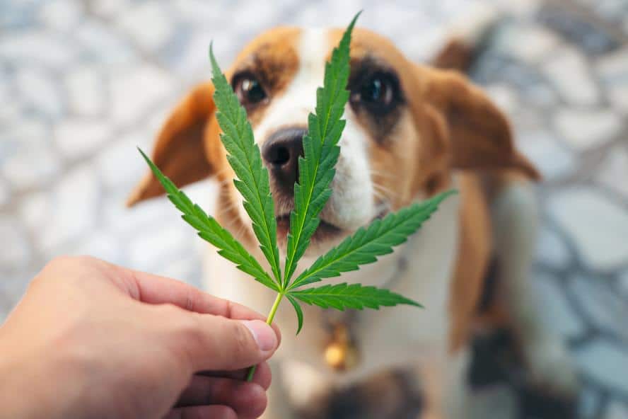 A person holds a cannabis leaf in front of a brown and white dog, which is looking curiously at the leaf. The background is a blurred, stone-patterned surface.